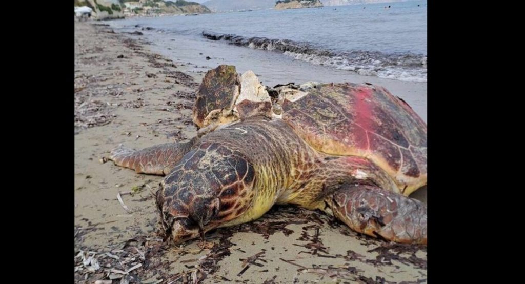 Σοκ στην Κέρκυρα: 28 νεκρές θαλάσσιες χελώνες μέσα σε εννιά μήνες