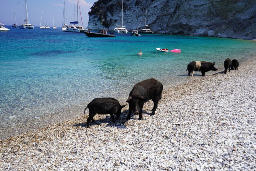 260921135223_ATOKOS-PIGGY-ISLAND