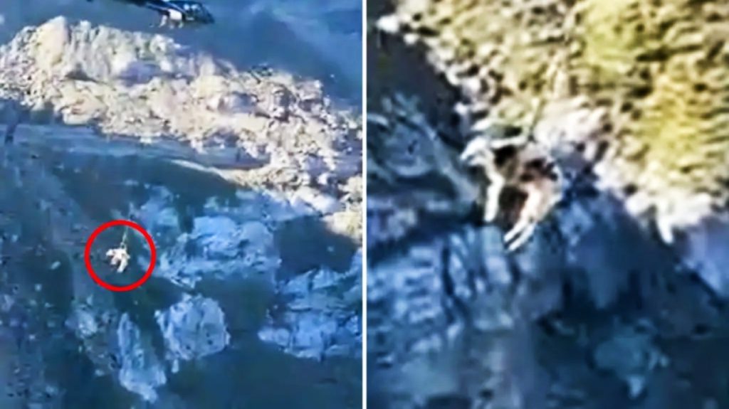 Αγελάδα εγκλωβίστηκε στα Πυρηναία και μεταφέρθηκε με ελικόπτερο σε ασφαλές σημείο - BINTEO
