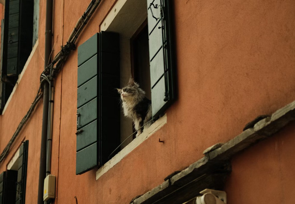 261005152936_venetia-gata